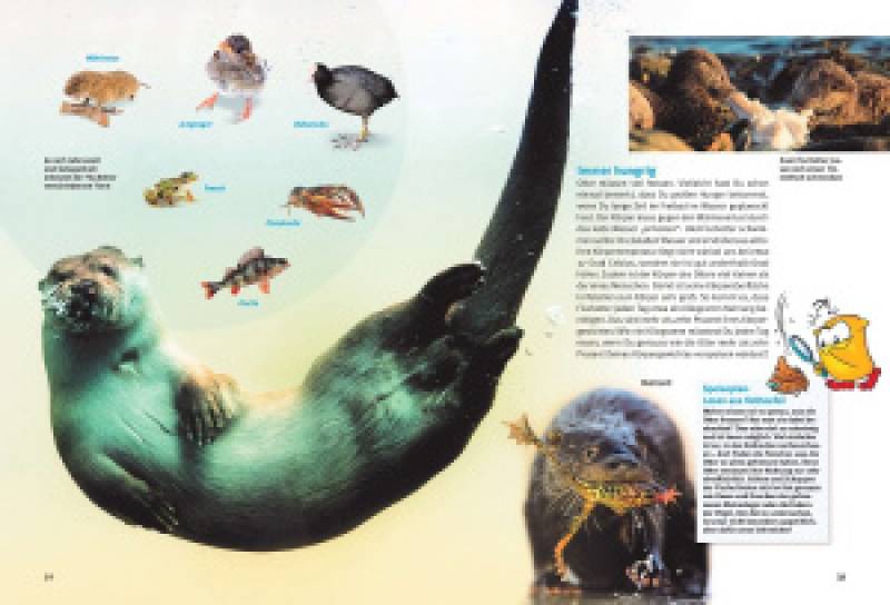 Entdecke die Otter